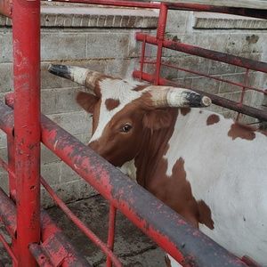 Meet your Posher, George